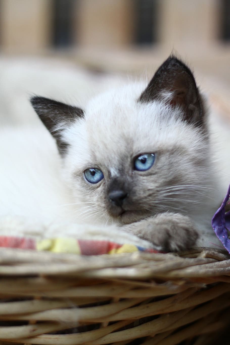 siamesisches Kätzchen, Wicker Bett, Nahaufnahmen, Kätzchen, Siamese, Tiere, Kopf, Porträt, Katze, aussehen, Hauskatze, Haustiere, katzenartig, süß, inländisch, Korb, Säugetier, Tierthemen, Tier, ein Tier, Kamera betrachten, Container, Wirbeltier, Jungtier, Nahansicht, blaue Augen, Whisker, keine Leute, Tierkopf, Tierauge, 4K
