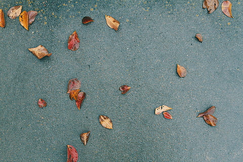 brown, leaves, black, sand, taken, daytime, dried, green, surface, ground, pavement, fall, autumn, nature, full frame, no people, day, close-up, outdoors, leaf, plant part, dry, high angle view, falling, directly above, change, backgrounds, beauty in nature, land, still life, nut, 5K, CC0, public domain, royalty free