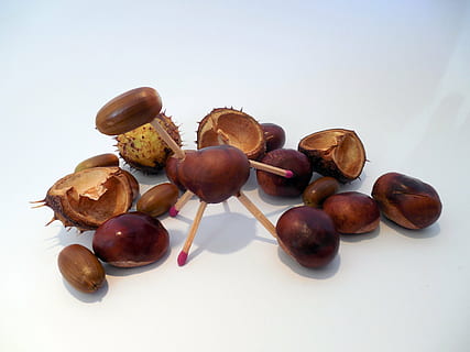 tinker, do it yourself, tinkered, hobby, handicrafts, nature, chestnut, acorns, autumn, decoration, matches, studio shot, food and drink, food, nut, white background, nut - food, brown, healthy eating, still life, freshness, wellbeing, indoors, no people, close-up, chestnut - food, fruit, hazelnut, group of objects, large group of objects, snack, 2K, CC0, public domain, royalty free