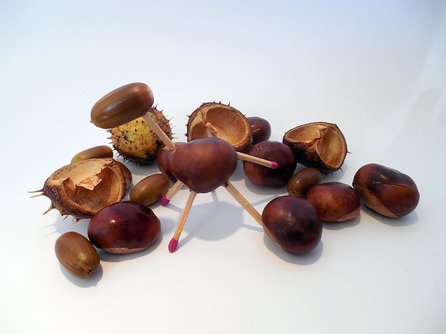 juguetear, fes-ho tu, va modificar, pasatemps, artesania, naturalesa, castanya, glans, tardor, decoració, partits, tir de l'estudi, menjar i beguda, menjar, nou, fons blanc, nou - aliments, marró, alimentació saludable, natura morta, frescor, benestar, a l'interior, cap gent, primer pla, aliments de castanya, fruita, avellana, grup d'objectes, gran grup d'objectes, berenar, 2K