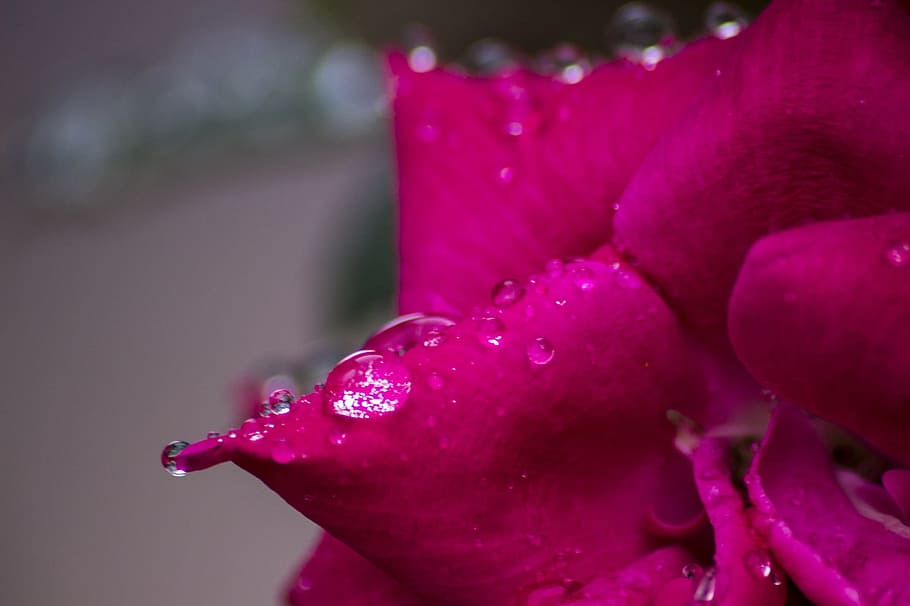 Regentropfen, Blatt, Pflanze, Blume, rot, Blütenblätter, Rose, Textur, Makro, Regen, Tau, Wasser, Tröpfchen, frisch, nass, Tropfen, Natur, Blütenblatt, Nahansicht, fallen, Schönheit in der Natur, einzelne Blume, Frische, pinke Farbe, lila, keine Leute, blühende Pflanze, Essen und Trinken, Fokus auf den Vordergrund, Lebensmittel, Blütenkopf, Wachstum, 1080P