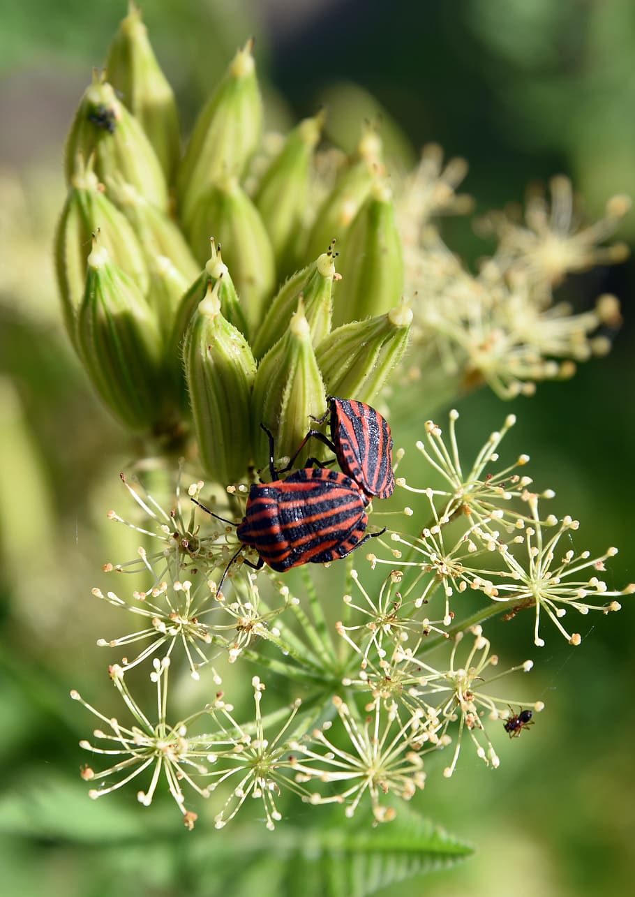 bug arlequí, graphosoma italicum, insecte, acoblament, reproducció, parella, naturalesa, macro, primer pla, centrar-se en primer pla, planta, animals a la natura, color verd, invertebrat, bellesa a la natura, fauna animal, cap gent, animal, creixement, dia, un animal, temes d'animals, frescor, flor, enfocament selectiu, planta amb flors, ala dels animals, papallona - insecte, 4K