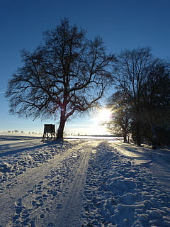 vinterlige, træ, væk, aften, Abendstimmung, spor, sne landskab, vinterstemning, vinter, sne, natur, landlige scene, landskab, udendørs, vej, kold temperatur, himmel, plante, bare træ, transportmidler, ingen mennesker, retning, vejen frem, sollys, dækker, scenics - natur, skønhed i naturen, Mark, rolig scene, 4K, CC0, offentligt domæne, royaltyfrie