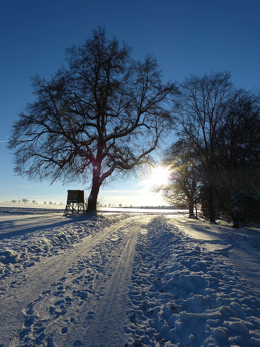 vinterlige, træ, væk, aften, Abendstimmung, spor, sne landskab, vinterstemning, vinter, sne, natur, landlige scene, landskab, udendørs, vej, kold temperatur, himmel, plante, bare træ, transportmidler, ingen mennesker, retning, vejen frem, sollys, dækker, scenics - natur, skønhed i naturen, Mark, rolig scene, 4K