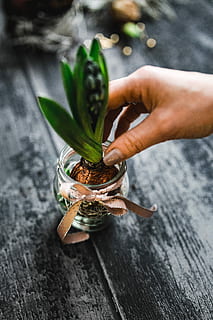 making, little, ornamental, seedling, small, jar, Woman, plant, decoration, ornament, planting, crafting, adornment, human Hand, leaf, wood - Material, nature, freshness, green Color, holding, close-up, organic, table, human body part, indoors, one person, hand, real people, body part, finger, human finger, unrecognizable person, food, lifestyles, food and drink, high angle view, herb, 4K