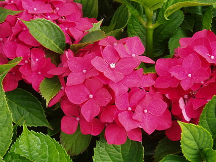 Hydrangea, Flower, Blossom, Bloom, red, ornamental shrub, garden plant, nature, farbenpracht, plant, close, leaf, pink color, petal, freshness, plant part, flowering plant, growth, beauty in nature, close-up, vulnerability, fragility, inflorescence, flower head, day, green color, no people, outdoors, 1080P, CC0, public domain, royalty free