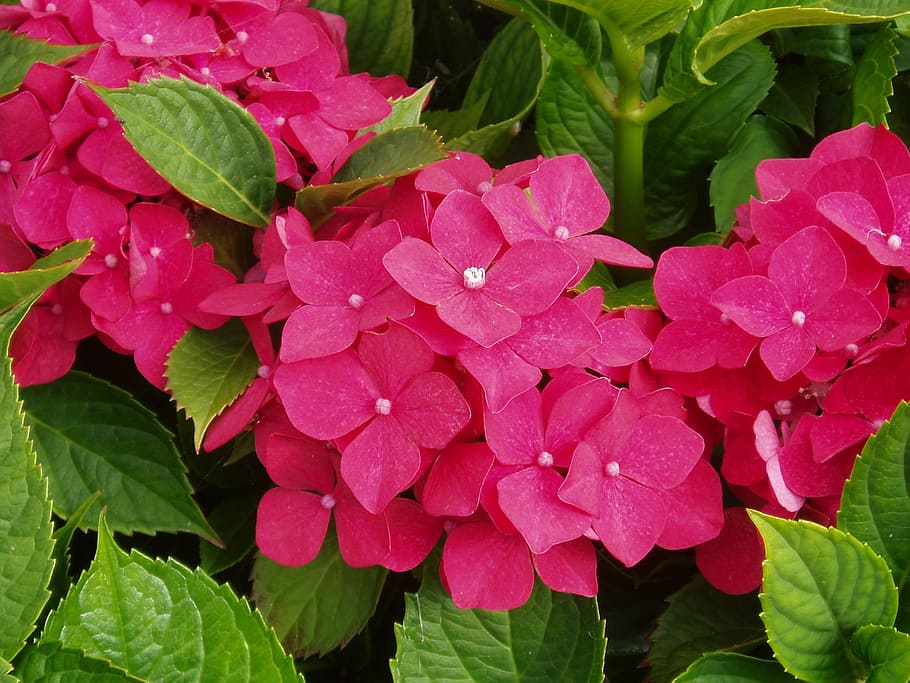 Hydrangea, Flower, Blossom, Bloom, red, ornamental shrub, garden plant, nature, farbenpracht, plant, close, leaf, pink color, petal, freshness, plant part, flowering plant, growth, beauty in nature, close-up, vulnerability, fragility, inflorescence, flower head, day, green color, no people, outdoors, 1080P