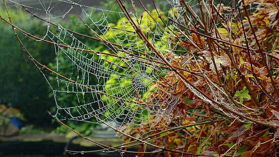 cobweb, autumn, network, dew, morgentau, spider web, nature, focus on foreground, plant, close-up, fragility, complexity, no people, day, beauty in nature, vulnerability, outdoors, intricacy, growth, tranquility, tree, animal, green color, natural pattern, animal themes, web, 5K, CC0, public domain, royalty free