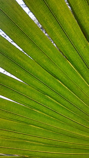 daun, merapatkan, sebagian, latar belakang, daun palem, alam, pohon palem, bagian tanaman, warna hijau, menanam, pertumbuhan, bingkai penuh, tidak ada orang, iklim tropis, keindahan di alam, pola, pohon, kesegaran, di luar rumah, pola alami, botani, Daun-daun, latar belakang abstrak, 2K, CC0, domain publik, bebas royalti