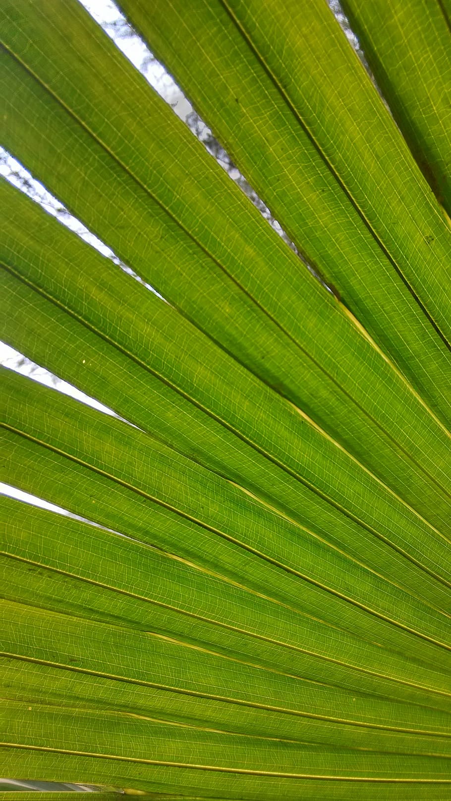 foglia, avvicinamento, parziale, sfondi, foglia di palma, natura, fronda, Palma, parte vegetale, colore verde, pianta, crescita, fotogramma intero, nessuno, clima tropicale, bellezza nella natura, modello, albero, freschezza, all'aperto, modello naturale, botanica, le foglie, sfondi astratti, 2K