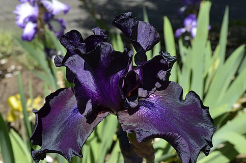 Iris, Blume, violett, lila, Blumen-, Pflanze, Flora, Nahansicht, Blütenblatt, samtig, botanisch, blühende Pflanze, Verletzlichkeit, Schönheit in der Natur, Zerbrechlichkeit, Frische, Wachstum, Fokus auf den Vordergrund, Iris - Pflanze, Blütenkopf, Natur, Blütenstand, keine Leute, Tag, Botanik, draußen, 2K, CC0, gemeinfrei, lizenzfrei