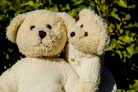 zwei, braun, Bär, Plüsch-, Spielzeuge, Teddy, Bären, Paar, süß, Spielzeug, Plüschtier, Teddybär, Nahansicht, Tierdarstellung, Kindheit, Darstellung, Fokus auf den Vordergrund, weiße Farbe, Weichheit, Tierthemen, Tag, drinnen, Porträt, Tier, Stillleben, Spielzeugtier, 4K, CC0, gemeinfrei, lizenzfrei