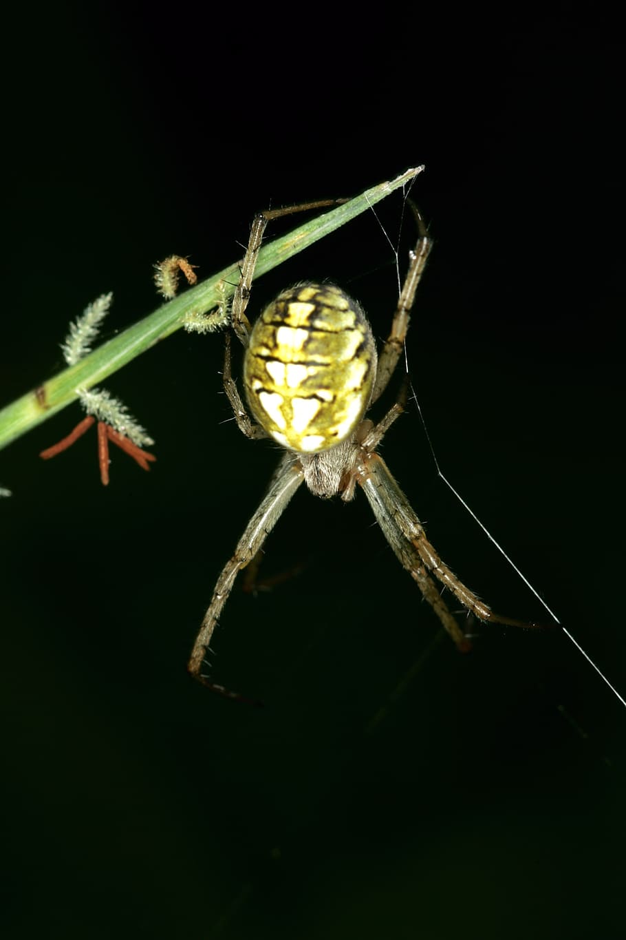 ragno, ragnatela, insetti, notte, invertebrato, un animale, temi animali, fauna selvatica, animale, insetto, animali allo stato selvatico, artropodo, avvicinamento, aracnide, girato in studio, sfondo nero, parte del corpo animale, nessuno, natura, zoologia, all'aperto, ritagliare, gamba animale, occhio animale, 2K