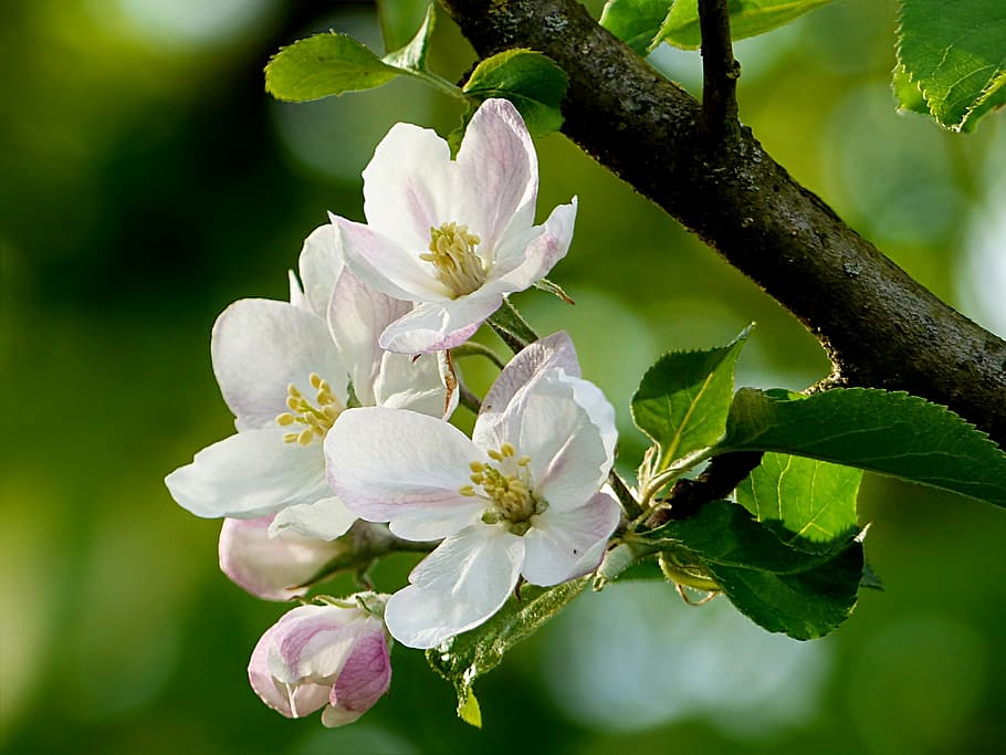 hvid, blomster, overfladisk, fokus fotografering, natur, træ, æbletræ, malus, æbleblomst, lyserød hvid, forår, frugtplante i nordtyskland, blomst, blomstrende plante, plante, skønhed i naturen, vækst, friskhed, skrøbelighed, kronblad, sårbarhed, blomsterstand, blomsterhoved, tæt på, afdeling, blad, blomstre, hvid farve, plante del, ingen mennesker, pollen, udendørs, Kirsebærtræ, kirsebær blomst, 4K