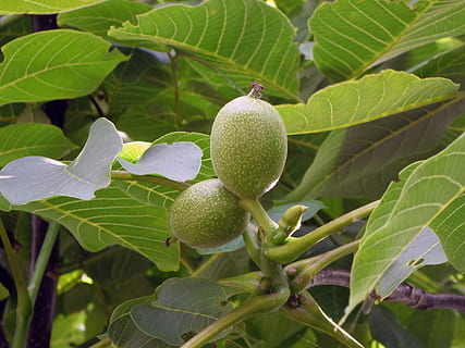 Nussbaum, Deckel, Walnussbaum, Obst, Natur, Lebensmittel, Blatt, Landwirtschaft, Frische, reif, Baum, organisch, Pflanzenteil, Essen und Trinken, Pflanze, Wachstum, gesundes Essen, grüne Farbe, Nahansicht, keine Leute, Tag, Fokus auf den Vordergrund, draußen, Schönheit in der Natur, Wohlbefinden, unreif, 4K, CC0, gemeinfrei, lizenzfrei
