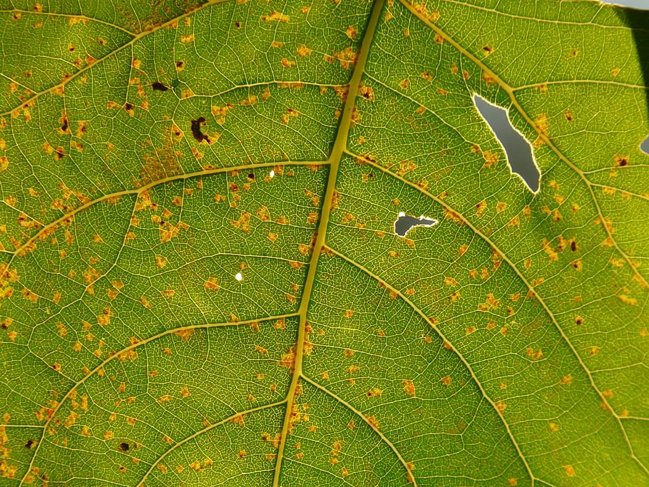 blad, lys, skinne, vener, skinne igennem, bladårer, poppel, poppelblad, natur, tæt på, grøn farve, makro, plante, baggrunde, bladvenen, friskhed, mønster, sommer, et dyr, ingen mennesker, dyre temaer, plante del, vækst, skønhed i naturen, fuld ramme, vand, dråbe, dag, naturligt mønster, træ, udendørs, våd, renhed, 2K