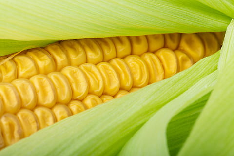 schließen, Foto, Mais, Nahansicht, Cob, Ernte, Detail, Lebensmittel, frisch, Korn, Grün, gesund, Makro, Natur, Pflanze, roh, Süss, Gemüse, Gelb, Landwirtschaft, organisch, Frische, Mais - Ernte, reif, Schale, Essen und Trinken, keine Leute, grüne Farbe, gesundes Essen, Maiskolben, Blatt, Pflanzenteil, Wohlbefinden, Rohkost, natürliches Muster, 1080P, CC0, gemeinfrei, lizenzfrei