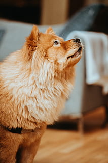 nala, yetişkin, kahverengi, chow chow, oturma, zemin, bir hayvan, memeli, Evcil Hayvanlar, yerli, köpek, hayvan temaları, hayvan, uzağa bakıyor, ön plana odaklanmak, omurgalı, seyir, içeriye, kapatmak, insansız, yandan görünüş, Hayvan saçı, hayvan vücut kısmı, hayvan başı, Pomeranyalı, profil görünümü, 4K, CC0, kamu malı, telif ücretsiz