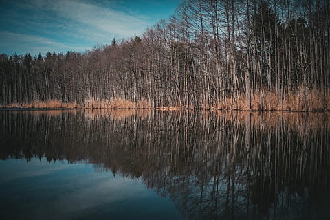 dawn, nature, sky, clouds, dusk, forest, placid, reflection, river, trees, woods, water, tree, lake, tranquility, beauty in nature, tranquil scene, scenics - nature, waterfront, plant, no people, non-urban scene, idyllic, standing water, land, symmetry, woodland, outdoors, reflection lake, 4K, CC0, public domain, royalty free