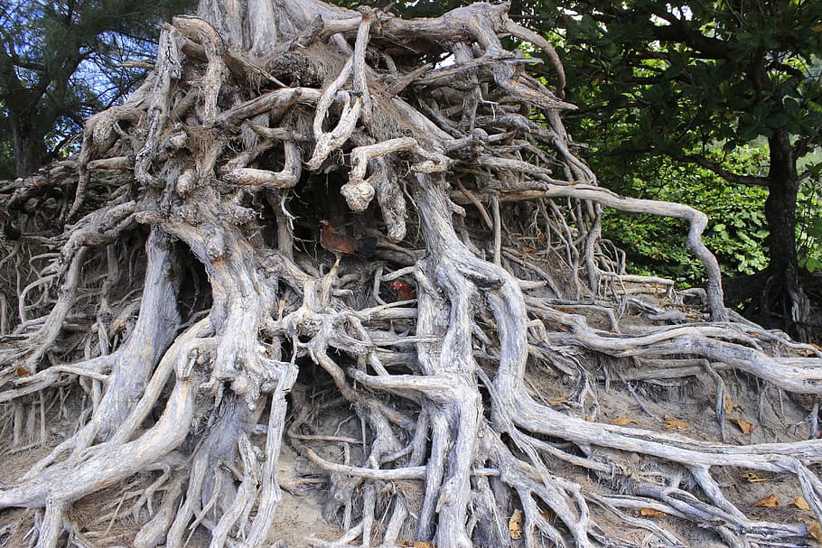primer pla, foto, gris, arrels d’arbres, marró, arrel, arbre, medi ambient, ecologia, la vida, terra, temporada, fullatge, vell, caure, mort, desarraigat, tronc, orgànic, horticultura, inoculat, nus, registre, sec, dia, a l'aire lliure, cap gent, naturalesa, planta, creixement, tronc de l'arbre, part de la planta, bosc, patró, corda, textura, bellesa a la natura, branca, complexitat, enredat, indústria pesquera, 5K