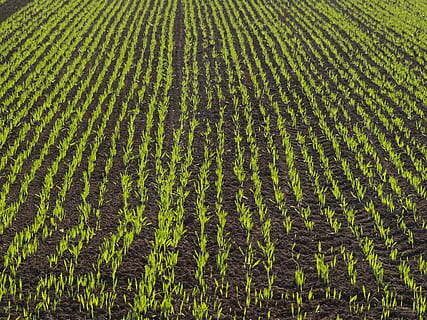 brots de plantes, camp, cultivable, blat de moro, camp de blat de moro, agricultura, sèrie, tardor, cultiu, terra, paisatge, escena rural, creixement, escenics - natura, marc complet, color verd, escena tranquil·la, tranquil·litat, granja, cap gent, planta, medi ambient, patró, vista d’angle alt, bellesa a la natura, terra cultivada, a l'aire lliure, plantació, 2K, CC0, domini públic, lliure de regalies
