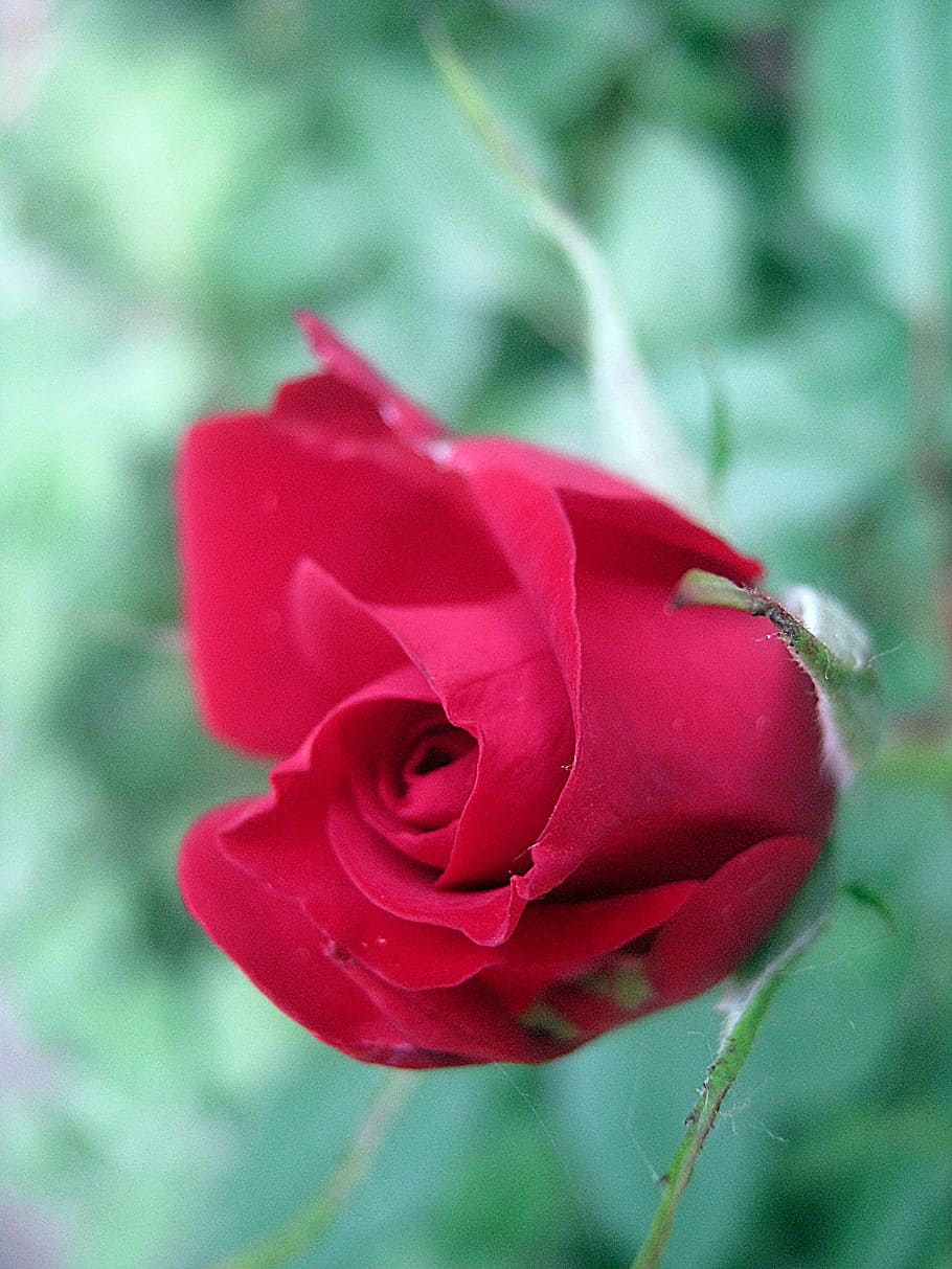 rosso, rosa, primavera, fiore, rosa rossa, pianta fiorita, pianta, bellezza nella natura, petalo, avvicinamento, freschezza, testa di fiore, infiorescenza, concentrarsi sulle conoscenze acquisite, vulnerabilità, fragilità, natura, giorno, crescita, nessuno, colore rosa, all'aperto, sepalo, 2K