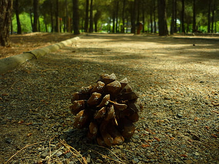 pinya, fruita, jardí, ombra, pi, creixer, universitat, arbres, Camí, caminar, en solitari, troncs, arbre, terra, naturalesa, planta, bosc, dia, cap gent, tronc de l'arbre, camp, tronc, sec, centrar-se en primer pla, primer pla, a l'aire lliure, part de la planta, creixement, full, pinya de pi, caient, nivell superficial, arbre de coníferes, escorça, condició natural, fulles, 2K, CC0, domini públic, lliure de regalies