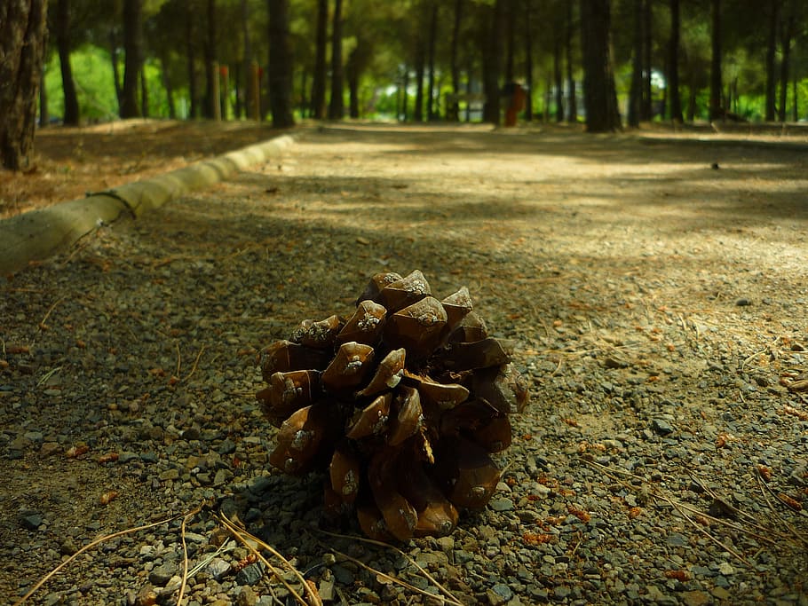 pinya, fruita, jardí, ombra, pi, creixer, universitat, arbres, Camí, caminar, en solitari, troncs, arbre, terra, naturalesa, planta, bosc, dia, cap gent, tronc de l'arbre, camp, tronc, sec, centrar-se en primer pla, primer pla, a l'aire lliure, part de la planta, creixement, full, pinya de pi, caient, nivell superficial, arbre de coníferes, escorça, condició natural, fulles, 2K