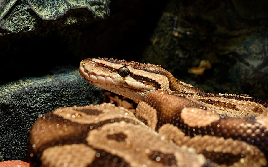 fotografia macro, marró, serp, Snakehead, gota d’aigua, constrictor, pitó de pilota, boa, cap, humit, temes d'animals, un animal, fauna animal, animal, rèptil, vertebrats, animals a la natura, primer pla, cap gent, naturalesa, part del cos dels animals, verinós, comunicació, llangardaix, signe, rock - object, rock, sòlid, senyal d'advertència, cap d’animals, boca d’animals, escala d’animals, llengua animal, ull d’animals, 4K