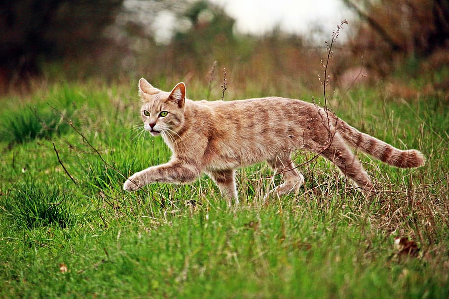 Katze auf Gräsern, Katze, mieze, Kätzchen, Gras, Hauskatze, Tiger Katze, Tierthemen, Tier, Säugetier, ein Tier, Haustiere, inländisch, Pflanze, katzenartig, Wirbeltier, Land, Natur, selektiver Fokus, keine Leute, Porträt, Kamera betrachten, Tag, Whisker, 5K