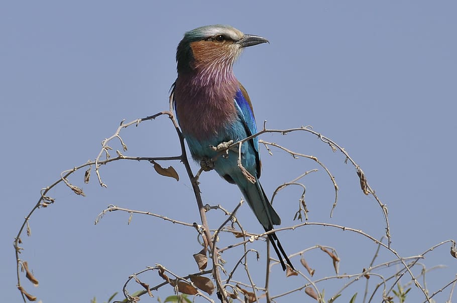 Vogel hocken, Zweige, Gabelwalze, Botswana, Chobe River, Vogel, Tierwelt, ein Tier, Tiere in freier Wildbahn, hocken, Tierthemen, Blau, Ast, klarer Himmel, keine Leute, Wirbeltier, Tier, Himmel, Natur, Pflanze, Baum, Flachwinkelansicht, Tag, draußen, kahler Baum, 4K