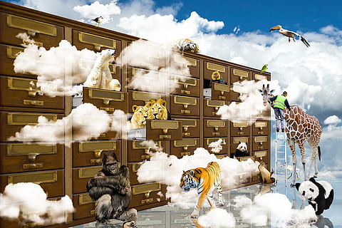 sortiment af farvede dyr illustrationer, fantasi, dyr, skyer, løve, tiger, isbjørn, Panda Bjørn, giraf, måge, Pelikan, gorilla, abe, hoved, skab, skuffe, komponere, mystisk, fugl, bære, panda, sky - himmel, himmel, repræsentation, bygning udvendig, Kunst og håndværk, arkitektur, ingen mennesker, dag, natur, bygget struktur, kreativitet, sne, udendørs, hvid farve, menneskelig repræsentation, røg - fysisk struktur, 2K, CC0, offentligt domæne, royaltyfrie