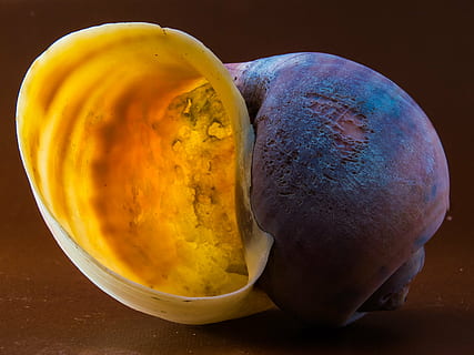 concha de caracol marrom, Concha, Caracol, perto, Comida, orgânico, frescura, amarelo, Alimentação saudável, bem-estar, comida e bebida, fechar-se, dentro de casa, ninguém, vegetal, ainda vida, mesa, tiro do estúdio, fundo colorido, ingrediente, visão de alto ângulo, batata, fruta, comida vegetariana, fundo preto, 4K, CC0, domínio público, royalty free