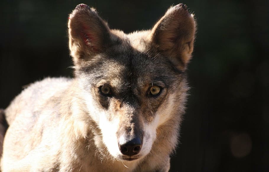 cara, guineu, mirant, retrat, llop, un animal, animal, temes d'animals, mamífer, primer pla, mirant la càmera, animals a la natura, fauna animal, vertebrats, part del cos dels animals, centrar-se en primer pla, gos, nacional, cap gent, animals domèstics, caní, mascotes, vista frontal, cap d’animals, musell, ull d’animals, 1080P