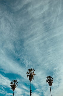 three, palm trees, stratus clouds, green, trees, blue, sky, cloud, palm tree, tree, simple, cloud - sky, low angle view, tropical climate, plant, beauty in nature, nature, no people, day, tranquility, outdoors, growth, scenics - nature, tall - high, tranquil scene, environment, coconut palm tree, tropical tree, wispy, ominous, palm leaf, 4K, CC0, public domain, royalty free