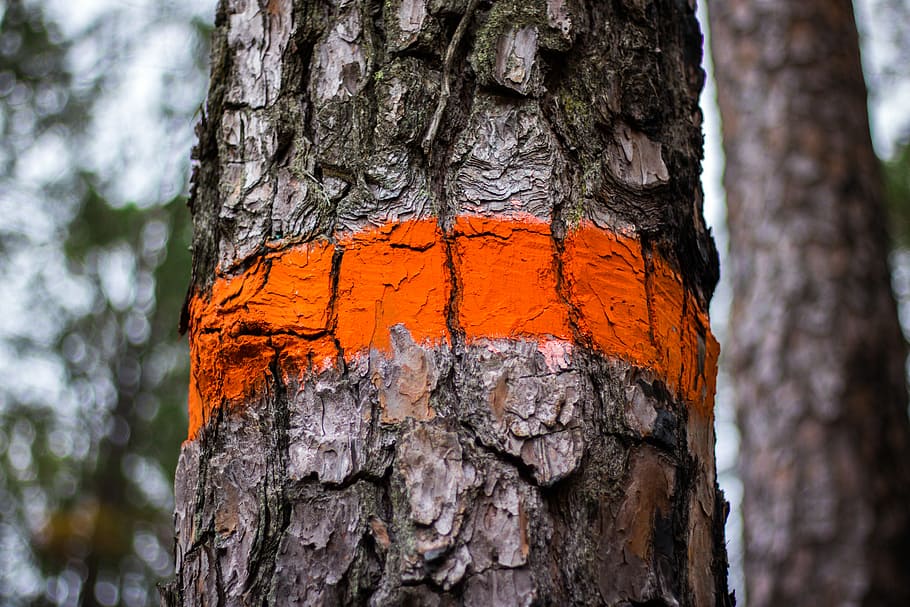 è un custode, selettivo, foto di messa a fuoco, arancia, marchio, albero, linea, dipinto, bosco, tronco d'albero, tronco, pianta, concentrarsi sulle conoscenze acquisite, corteccia vegetale, natura, strutturato, giorno, nessuno, colore arancione, all'aperto, avvicinamento, ruvido, modello, modello naturale, abbaiare, multicolore, mestiere, messa a fuoco selettiva, 5K
