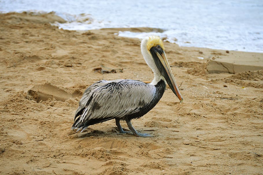 av, pelicà, sorra, platja, animal, plomes, pic, fauna, ocells marins, plomatge, mar, ocell, ales, un animal, fauna animal, animals a la natura, temes d'animals, dia, aigua, naturalesa, cap gent, a l'aire lliure, vertebrats, terra, vista lateral, longitud completa, garza, 5K