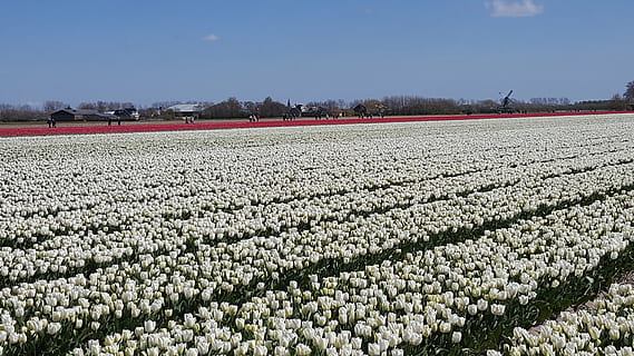 wit, tulp, bloembollen, natuur, bloem, fabriek, landbouw, groei, schoonheid in de natuur, land-, milieu, hemel, bloeiende plant, landschap, geen mensen, versheid, veld-, landelijke scène, scenics - natuur, voedsel, dag, blauw, overvloed, buitenshuis, lente, 5K, CC0, publiek domein, royaltyvrij