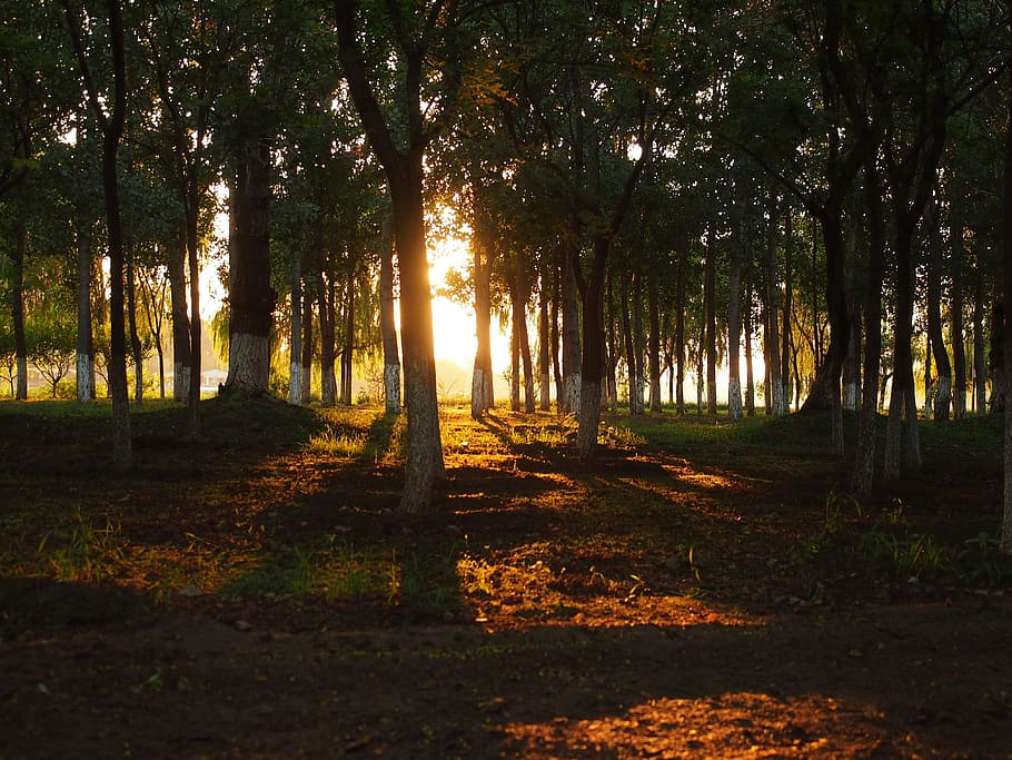 boscos, retroiluminació, ombra, jungla, al capvespre, arbre, planta, bosc, terra, tranquil·litat, llum solar, bellesa a la natura, escena tranquil·la, escenics - natura, naturalesa, creixement, tronc de l'arbre, tronc, cap gent, dia, escena no urbana, raig de sol, a l'aire lliure, sol, streaming, 4K