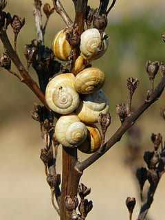 Salyangozlar, ekli, bitki, kabuk, salyangoz, kapat, salyangoz kabuğu, yumuşakça, doğa, hayvanlar, kara salyangozu, yavaşça, hayvan, fauna, hayvan dünyası, bitki örtüsü, şube, yabani bitkiler, güney, yaz, makro, makro fotoğrafçılık, mallorca, ön plana odaklanmak, kapatmak, ağaç, insansız, hayvan temaları, hayvan yaban hayatı, gün, omurgasız, doğada güzellik, karındanbacaklı, Gıda, açık havada, bir hayvan, vahşi hayvanlar, 2K, CC0, kamu malı, telif ücretsiz