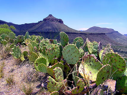 big bend, texas, paisatge, escènic, cactus, muntanyes, estiu, primavera, naturalesa, fora, camp, planta suculenta, bellesa a la natura, muntanya, escenics - natura, planta, cel, cactus de figuera de moro, escena tranquil·la, creixement, color verd, tranquil·litat, terra, medi ambient, escena no urbana, cap gent, espina, dia, a l'aire lliure, clima àrid, clima, semiàrid, cim de muntanya, 1080P, CC0, domini públic, lliure de regalies