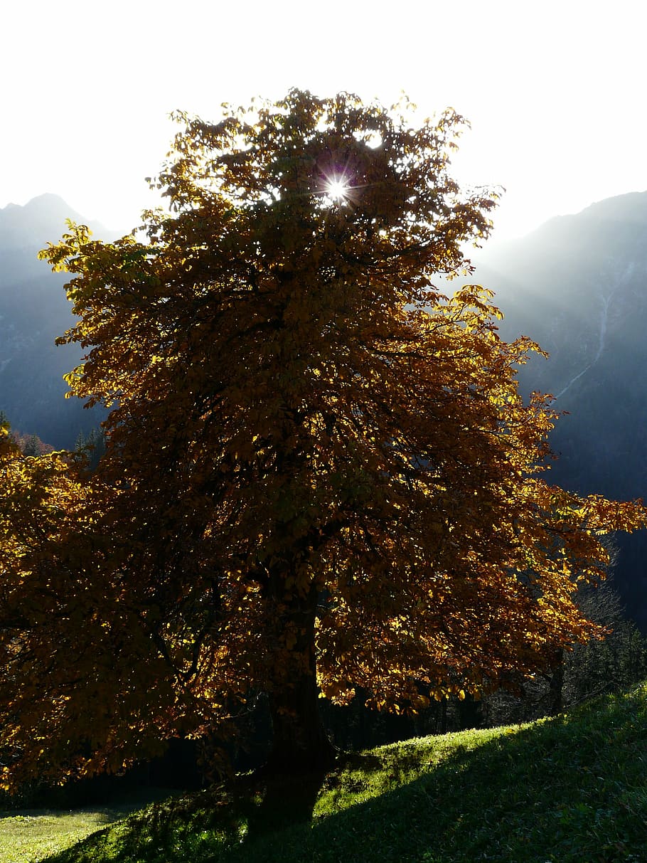 arbre, castanya, castanyer, llum de fons, tardor, daurat, llum, bonic, colorit, fullatge de tardor, fulles de tardor, or, colors de la tardor, color de la tardor, buckeye, aesculus, ordinari rosskastanie, aesculus hippocastanum, rosskastanie comú, blanc rosskastanie, tipus de castanyer, planta, cel, bellesa a la natura, tranquil·litat, creixement, escenics - natura, escena tranquil·la, cap gent, muntanya, naturalesa, llum solar, dia, a l'aire lliure, escena no urbana, medi ambient, terra, paisatge, raig de sol, idíl·lic, canvi, 2K