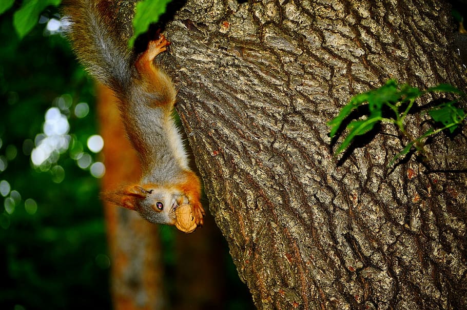 Eichhörnchen, Tier, Walnussbaum, Natur, Nussbaum, Baum, Baumstamm, ein Tier, Tierwelt, Nahansicht, Tiere in freier Wildbahn, Tierthemen, Pflanze, Kofferraum, Wirbeltier, Säugetier, Nagetier, keine Leute, Ast, Fokus auf den Vordergrund, Tag, draußen, Specht, 1080P
