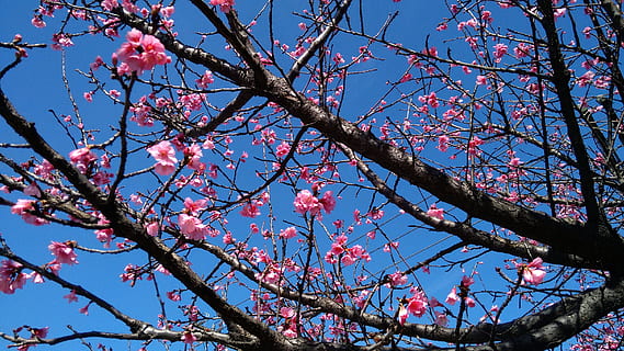 kirsebær, blomst, knap, sakura, forår, kviste, træ, blomstre, delikate blomster, afdeling, skønhed i naturen, blomstrende plante, plante, lav vinkel visning, himmel, vækst, natur, skrøbelighed, dag, ingen mennesker, lyserød farve, friskhed, blå, udendørs, sårbarhed, kirsebær blomst, Kirsebærtræ, 2K, CC0, offentligt domæne, royaltyfrie