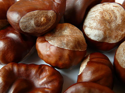 Castagna, Noce, Marrone, rattoppare, autunno, ordinario rosskastanie, aesculus hippocastanum, comune rosskastanie, rosskastanie bianco, ippocastano, Aesculus, cibo e bevande, nessuno, avvicinamento, girato in studio, cibo, in casa, benessere, mangiare sano, freschezza, fotogramma intero, grande gruppo di oggetti, natura morta, abbondanza, sfondi, vista dall'alto, gruppo di oggetti, direttamente sopra, uno stile di vita sano, spuntino, 2K, CC0, dominio pubblico, privo di copyright