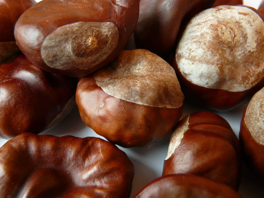 castanya, nou, marró, juguetear, tardor, ordinari rosskastanie, aesculus hippocastanum, rosskastanie comú, blanc rosskastanie, castanyer de cavalls, aesculus, menjar i beguda, cap gent, primer pla, tir de l'estudi, menjar, a l'interior, benestar, alimentació saludable, frescor, marc complet, gran grup d'objectes, natura morta, abundància, fons, vista d’angle alt, grup d'objectes, directament a sobre, estil de vida saludable, berenar, 2K