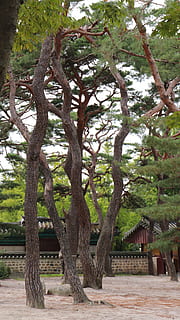 pijnboom, boom, dennenboom, natuur, natuurlijk, Korea, Koreaans, traditie, traditioneel, Gyeongju, tour, toerisme, reizen, Joseon, blad, bladeren, groen, hemel, blauw, bruin, romp, duidelijk, schoon, kom tot rust, ontspannend, kalmte, Bos, Sol, hout, de aard van de, Zuid-Korea, de traditie van, racing, scheepsbouw, dynastie, joseon-dynastie, de joseon-dynastie, doekjes, de bladeren, deze safari, deze mensen, abstract, groenheid, Roest, Gaan, stam, Boomstam, stabiliteit, acanthus, stil, zonnig, bomen, rots, de lente, Azië, steen, wit, seizoen, park, tuin-, fabriek, zuiden, buitenshuis, wolken, toneel-, nationaal, landschap, water, groei, dag, geen mensen, tak, hout - materiaal, schoonheid in de natuur, park - door de mens gemaakte ruimte, voetpad, land-, groene kleur, architectuur, 5K, CC0, publiek domein, royaltyvrij