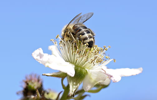 insecto, cerrar, las flores, abejas de miel, abeja, Mora, espolvorear, polen, verano, naturaleza, un animal, azul, flor, planta, día, planta floreciendo, fragilidad, vulnerabilidad, pétalo, fauna animal, temas de animales, frescura, animal, de cerca, cielo, animales en la naturaleza, invertebrado, belleza en la naturaleza, cabeza de flor, el color blanco, nadie, polinización, 2K, CC0, dominio público, libre de derechos