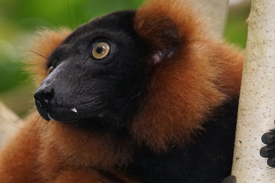 zvířat, primát, lemur, deštný prales, červené vari, zvíře, jednoho zvířete, savec, zvířata ve volné přírodě, detail, nikdo, obratlovců, koukal, Černá barva, zaměřit se na popředí, hledá, den, venku, zvířecí hlavy, část těla zvířete, Příroda, vous, bambus - rostlina, 2K
