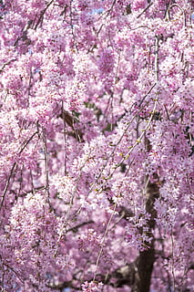 weinender Kirschbaum, Kirsche, Blumen, Frühling, Japan, Rosa, Frühlingsblumen, Holz, natürlich, Landschaft, blühende Pflanze, Blume, Pflanze, Wachstum, Baum, Zerbrechlichkeit, pinke Farbe, blühen, Verletzlichkeit, Frische, Schönheit in der Natur, Natur, Ast, Tag, Kirschblüte, keine Leute, Nahansicht, Flachwinkelansicht, Kirschbaum, draußen, lila, 5K, CC0, gemeinfrei, lizenzfrei